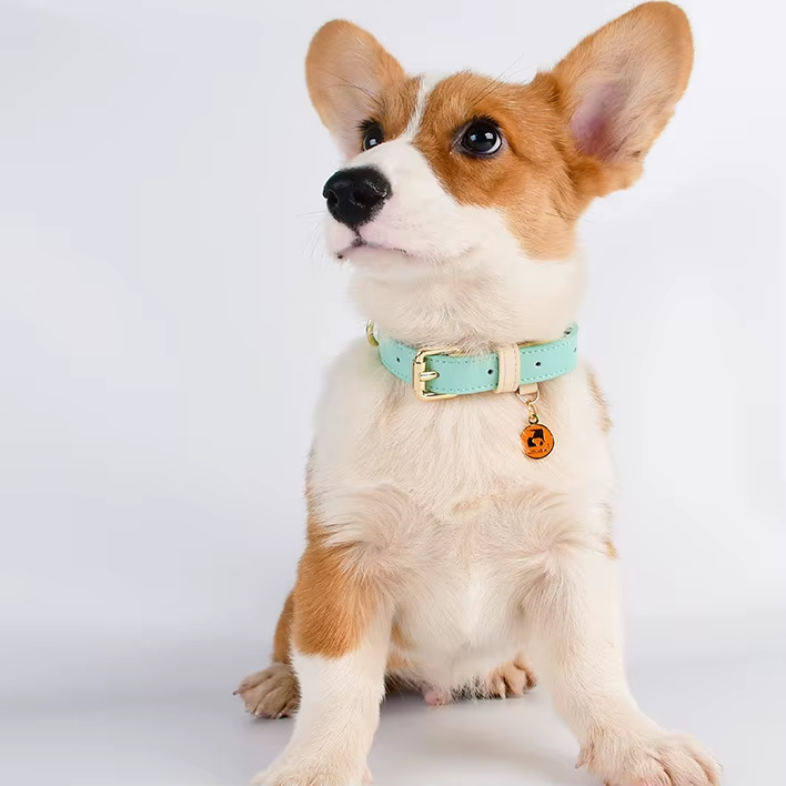 Lederhalsband für Hunde