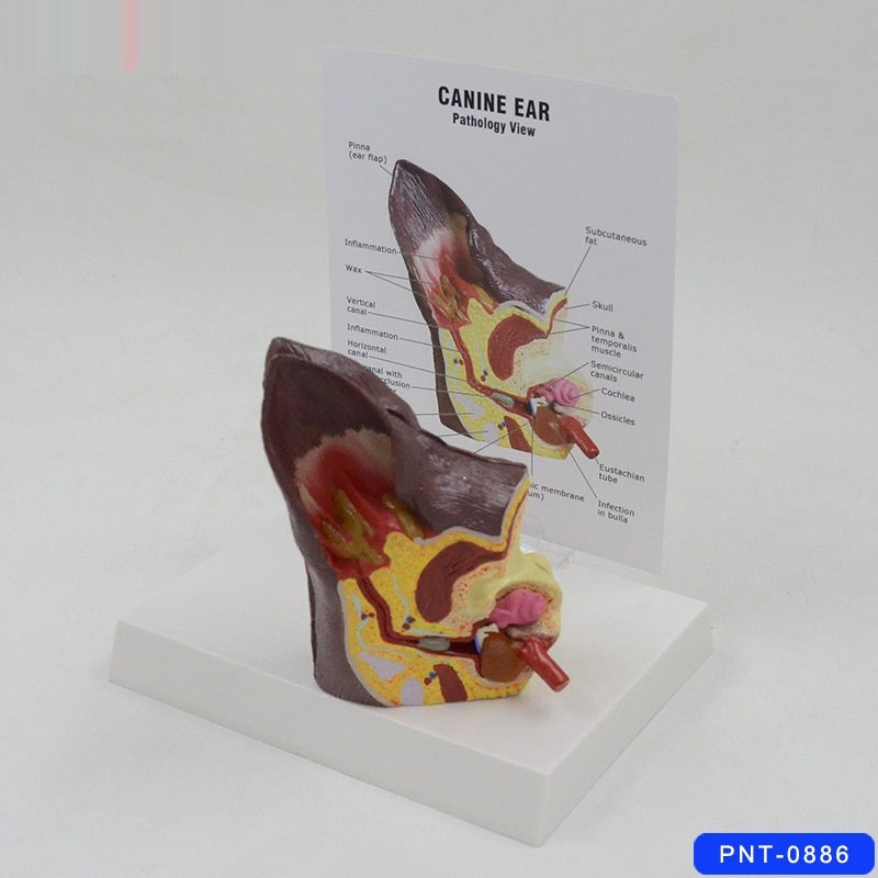 Hundeohr Anatomie-Modell – Bild 4 | LuxeStyle