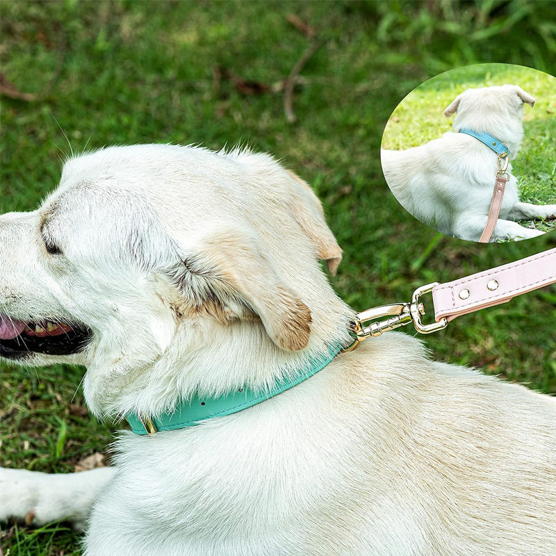 Lederhalsband für Hunde