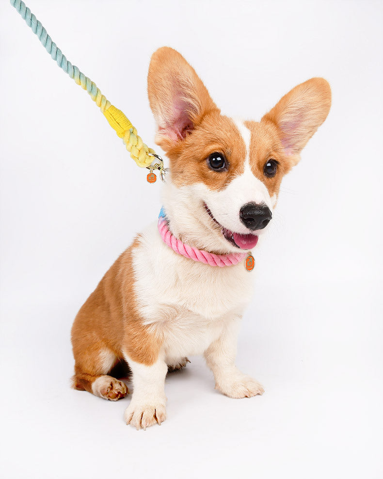 Cotton-Halsband für Hunde – Bild 6 | LuxeStyle