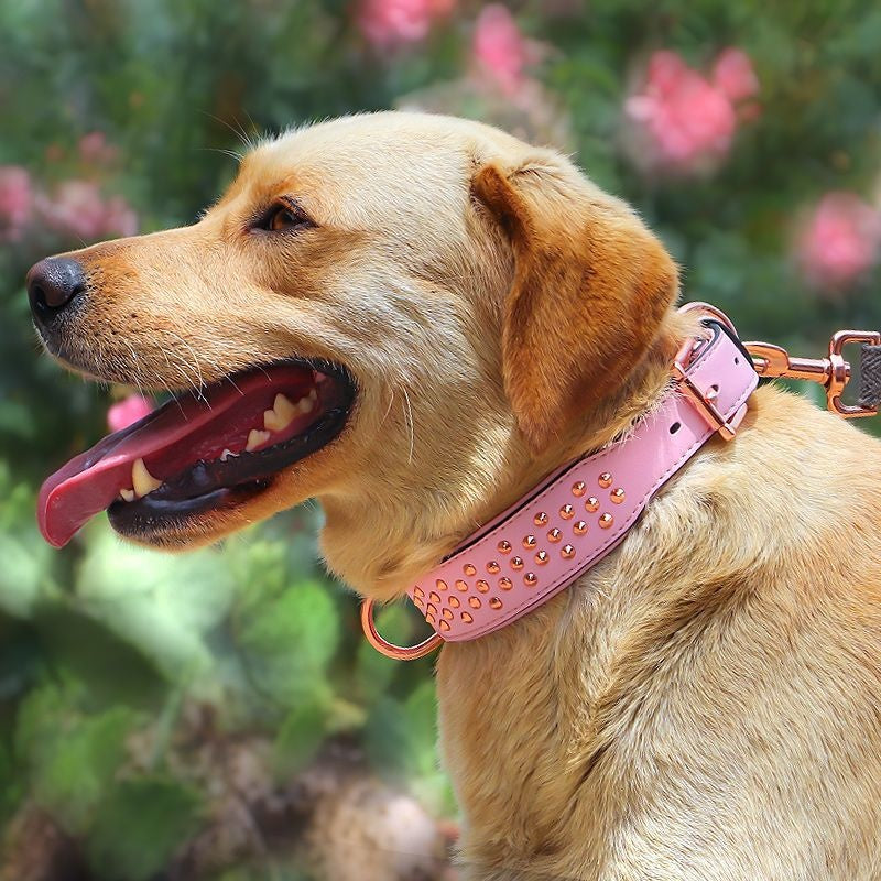 Hundehalsband – Bild 2 | LuxeStyle