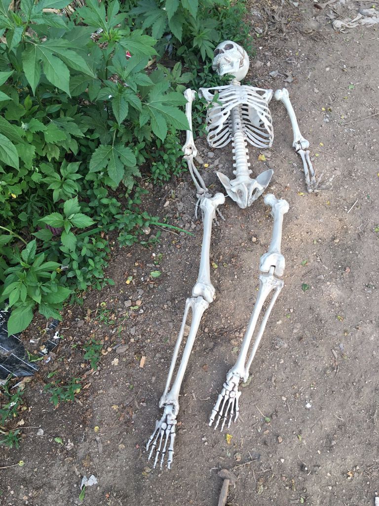 Skelett-Gerippe für Halloween-Deko – Bild 2 | LuxeStyle