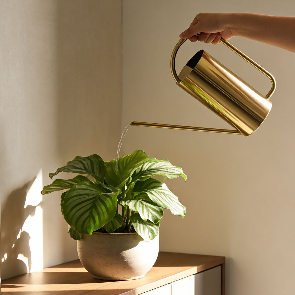 Giesskanne mit langem Ausguss (1.5L)