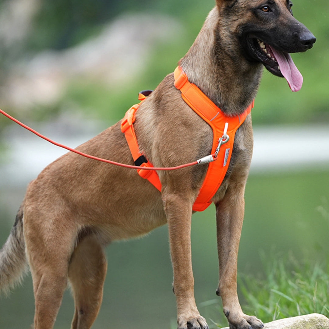 Multifunktionaler Outdoor-Hundehalsriemen
