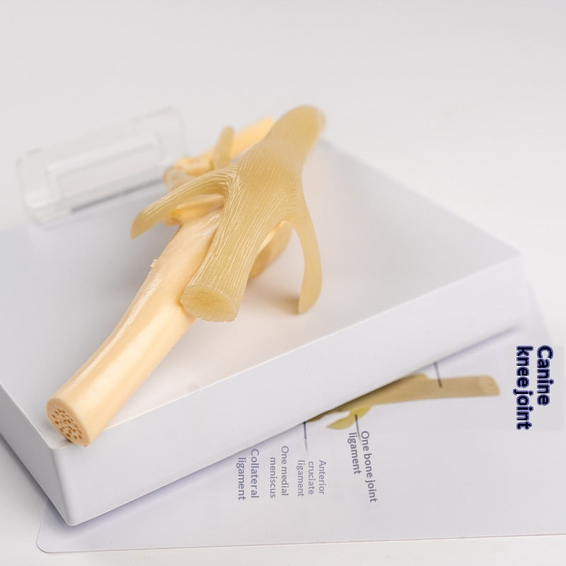 PVC Hundeskelett-Modell – Bild 6 | LuxeStyle