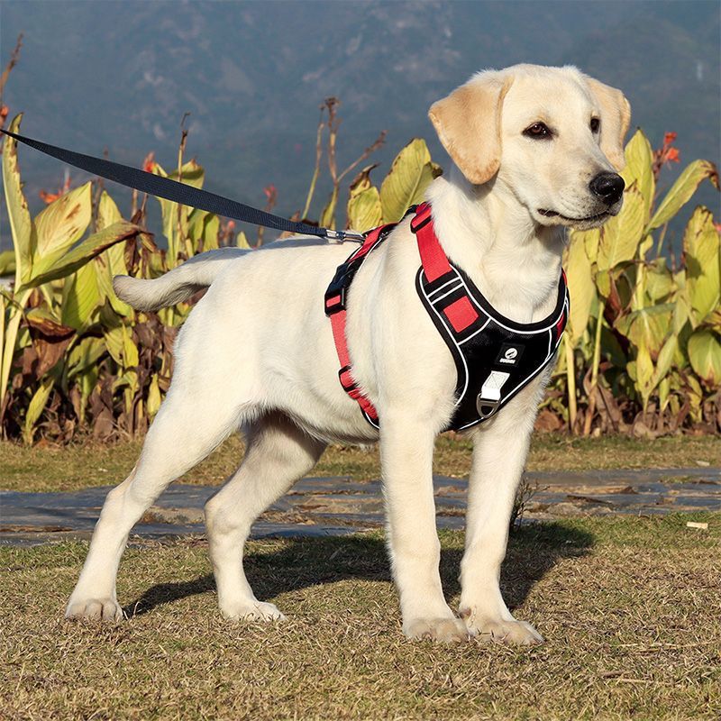 Sicherer Brustgurt für mittelgroße und große Hunde
