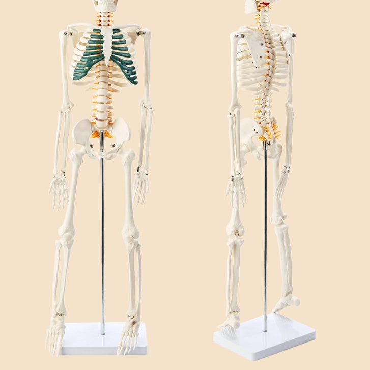 Menschliches Skelett Biologie Lehrmodell