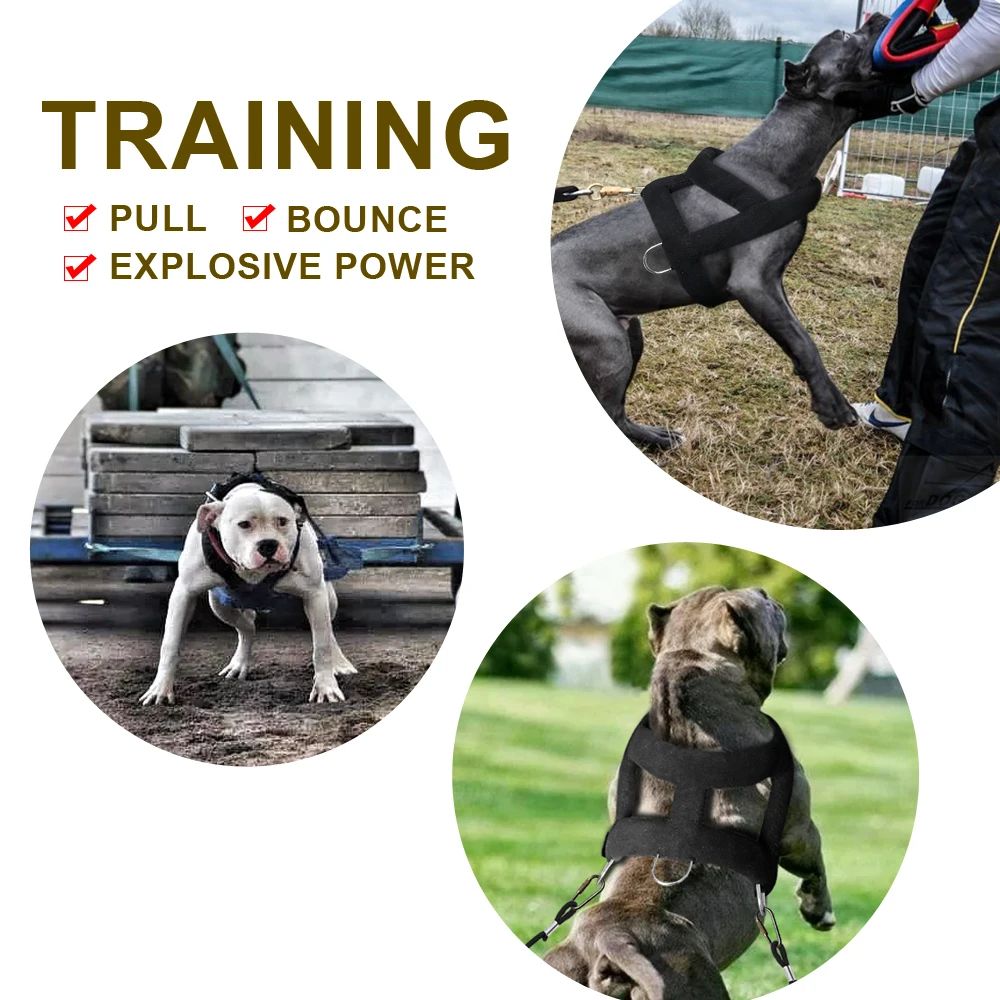 Hundegeschirr mit Polsterung – Bild 7 | LuxeStyle