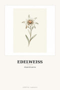 Schweiz-Poster «Edelweiss»