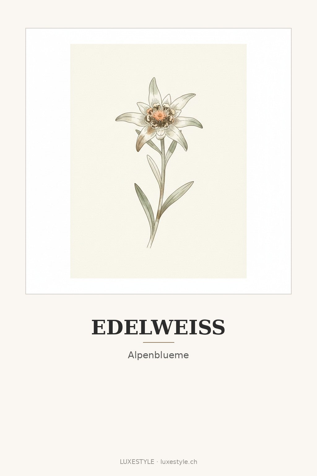 Schweiz-Poster «Edelweiss»