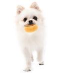 Pilz Tibetisches Futter Vocal Spielzeug-Set für Hunde – Bild 1 | LuxeStyle