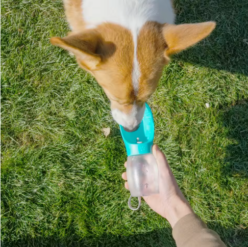 Wassernapf für Hunde