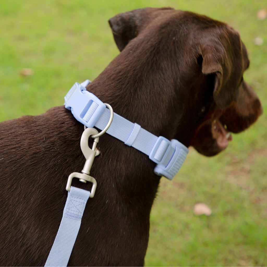 Babyblaue Halsband-Tasche – Bild 7 | LuxeStyle