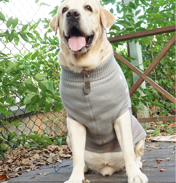 Hundestrickpullover für Herbst & Winter | LuxeStyle