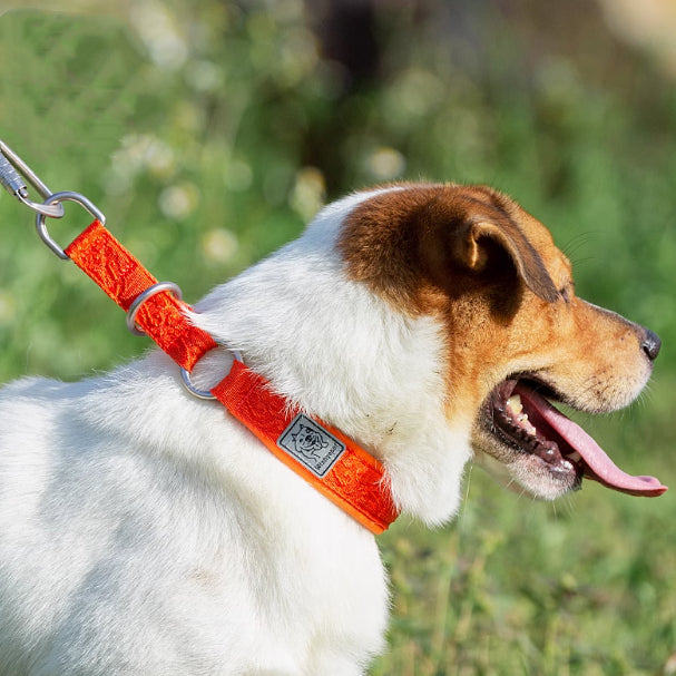 Hundehalsband P-Kette für Spaziergänge – Bild 1 | LuxeStyle