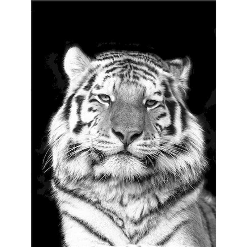 Malen nach Zahlen: Weisser Tiger – Bild 2 | LuxeStyle