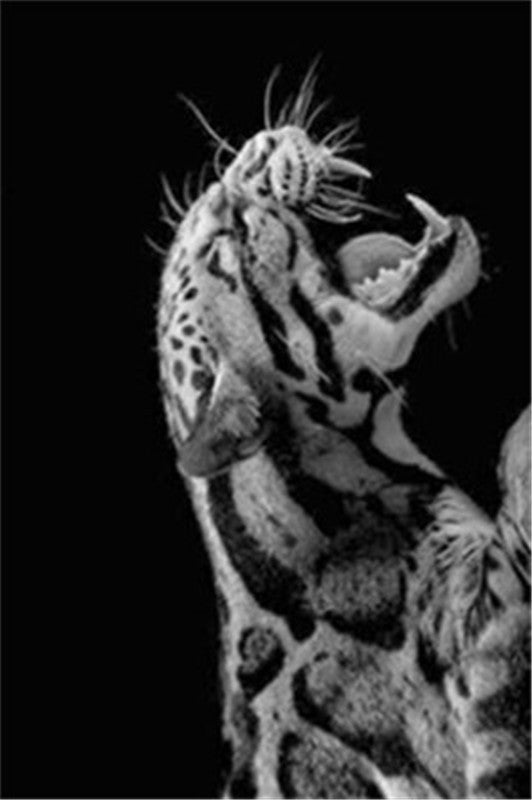 Tiger-Kunstdruck auf Leinwand – Bild 6 | LuxeStyle