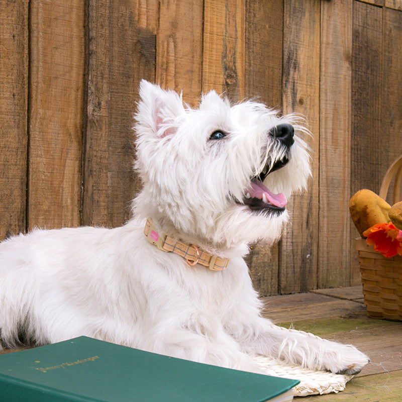 Hundegeschirr, Halsband oder Leine im Gittermuster – Bild 13 | LuxeStyle