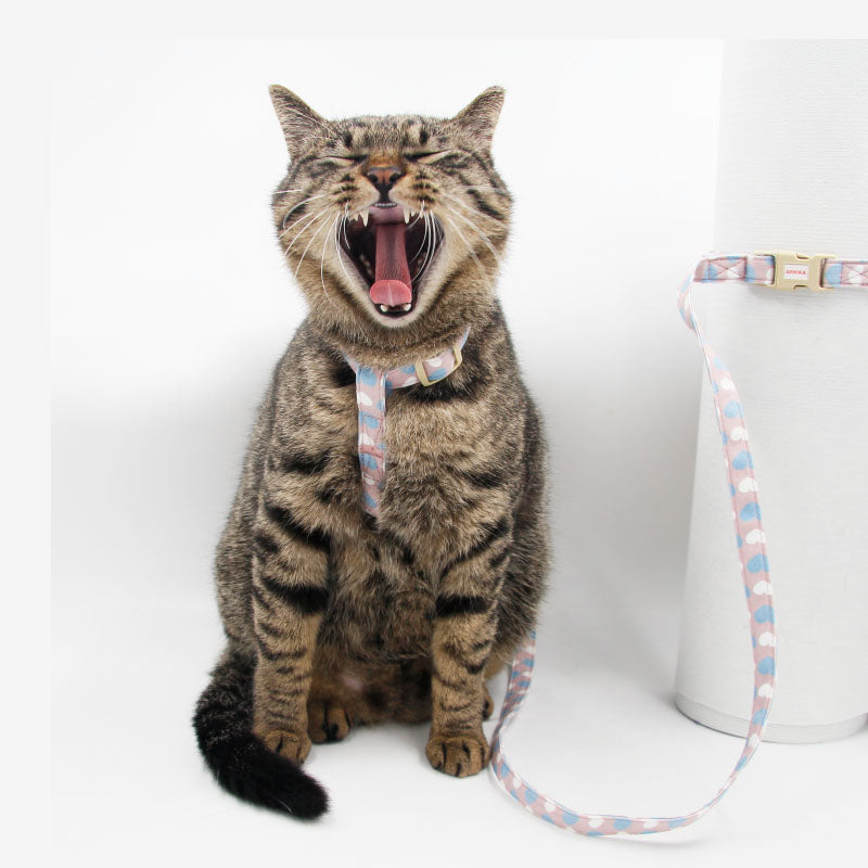 Zugseil für Katze und Hund, Britisch Kurzhaar – Bild 4 | LuxeStyle