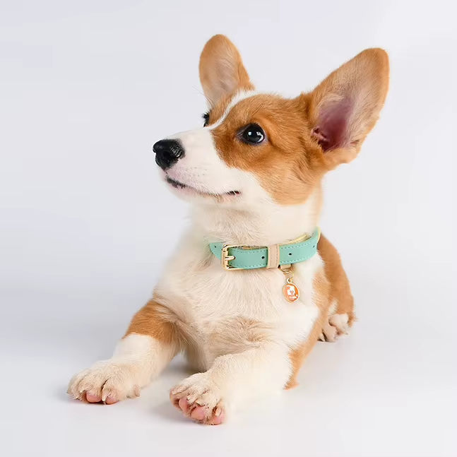 Lederhalsband für Hunde