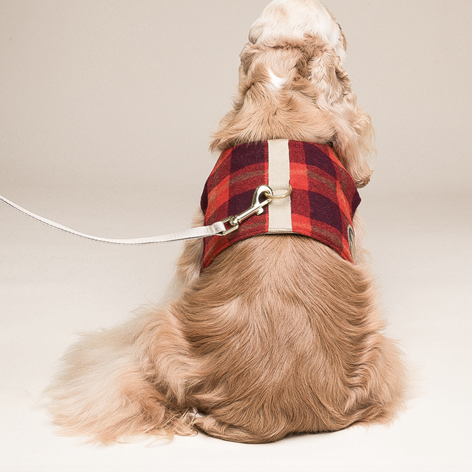 Hundegeschirr mit Leine für kleine Hunde | LuxeStyle