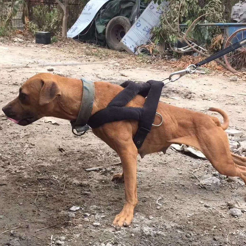 Trainingsset für Hunde mit Brustgeschirr – Bild 5 | LuxeStyle