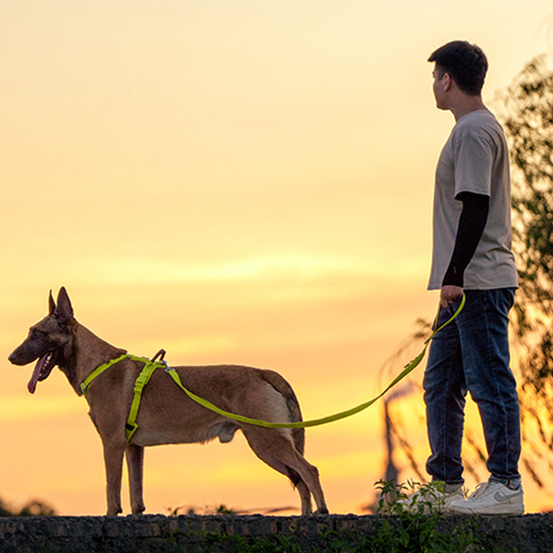 Hundeleine und -geschirr für mittelgrosse und grosse Hunde