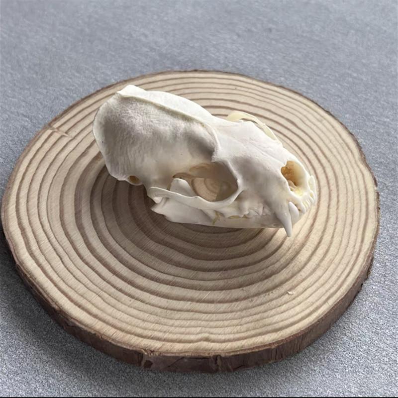 Tierische Skelettmodelle – Bild 3 | LuxeStyle