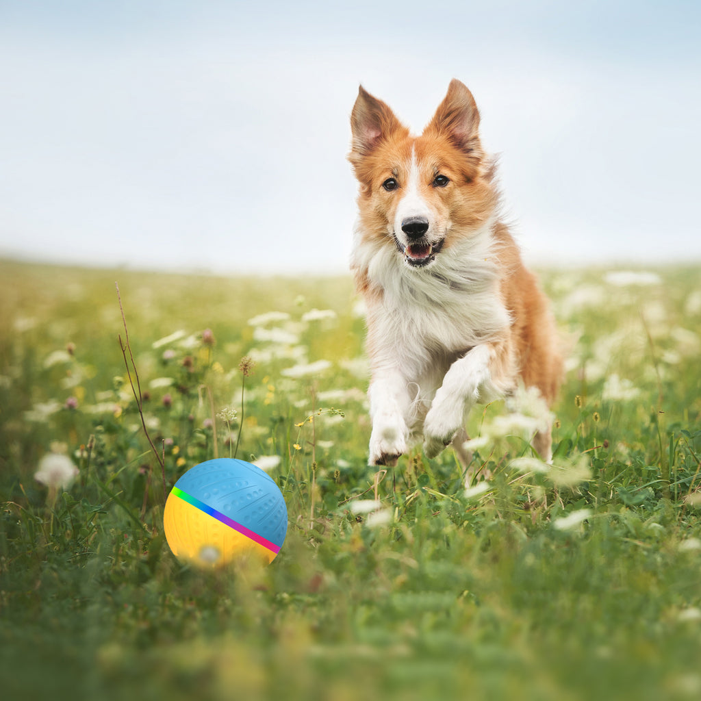 Interaktiver Spielball für Haustiere mit Fernbedienung