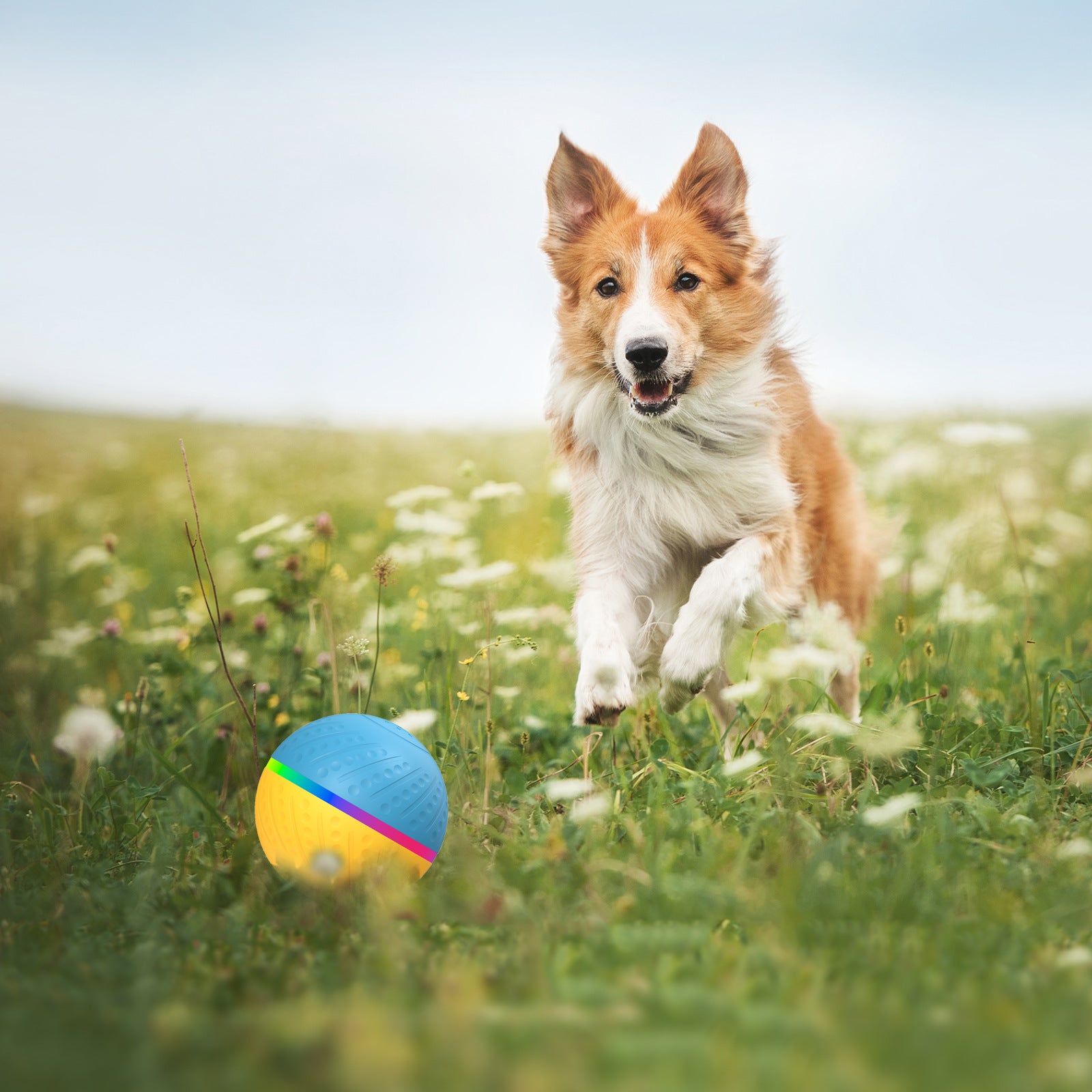 Interaktiver Spielball für Haustiere mit Fernbedienung