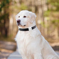 GPS-Haustier-Tracker für Katzen und Hunde – Bild 2 | LuxeStyle