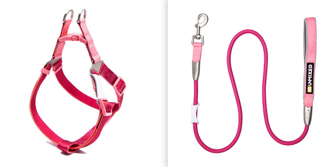 Hundehalsband mit Leine
