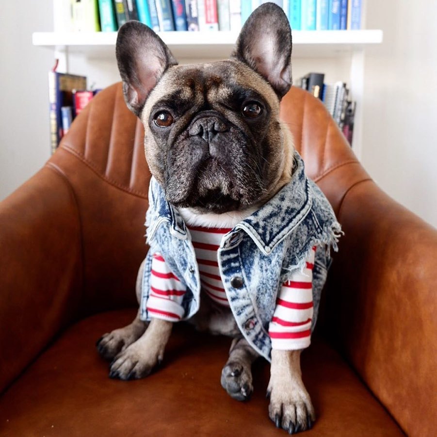 Hundeweste in Jeansoptik