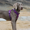 Truelove Hundegeschirr, reflektierend, gepolstert – Bild 8 | LuxeStyle