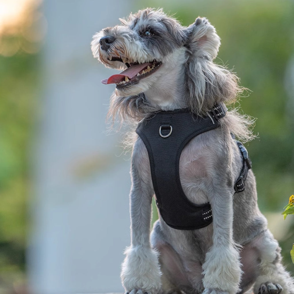 Hundebrustgeschirr