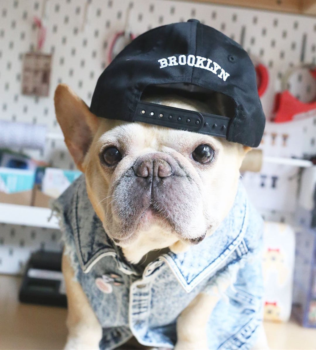 Hundeweste in Jeansoptik