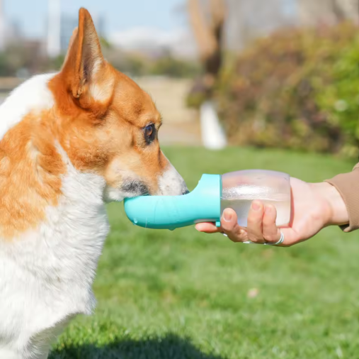 Wassernapf für Hunde