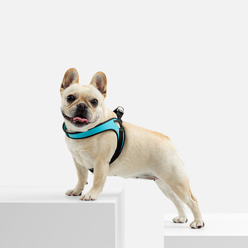 Hundegeschirr aus Leder – Bild 3 | LuxeStyle