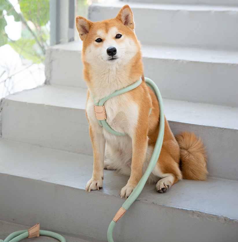 Hunde-Rundseil-Leine – Bild 6 | LuxeStyle