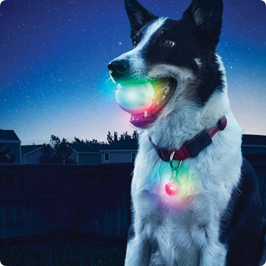 Leuchtender Beissball für Hunde – Bild 8 | LuxeStyle