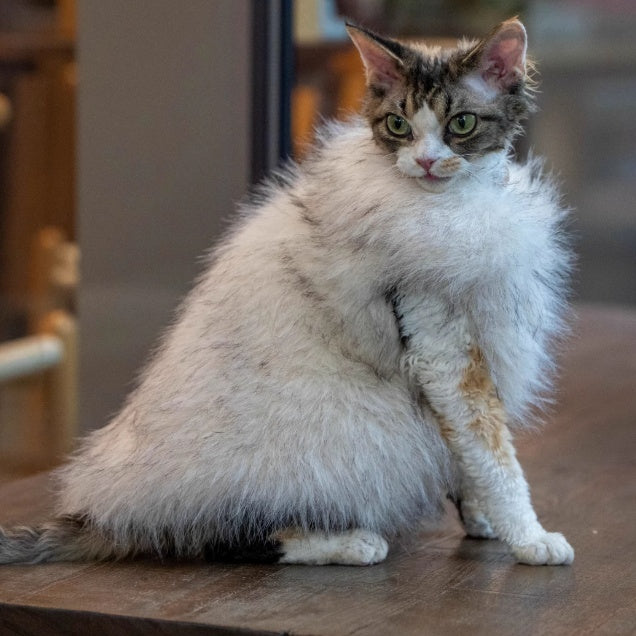 Fuchs-Pelz Katzenanzug