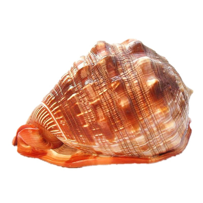Natürliche grosse Muschel für Aquarien & Dekoration
