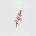 Sticker «Flower Cherry Blossom»