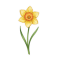 Sticker «Flower Daffodil»