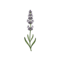Sticker «Flower Lavender»