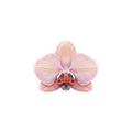 Sticker «Flower Orchid»