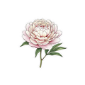 Sticker «Flower Peony»