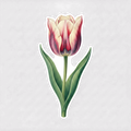 Sticker «Flower Tulip»