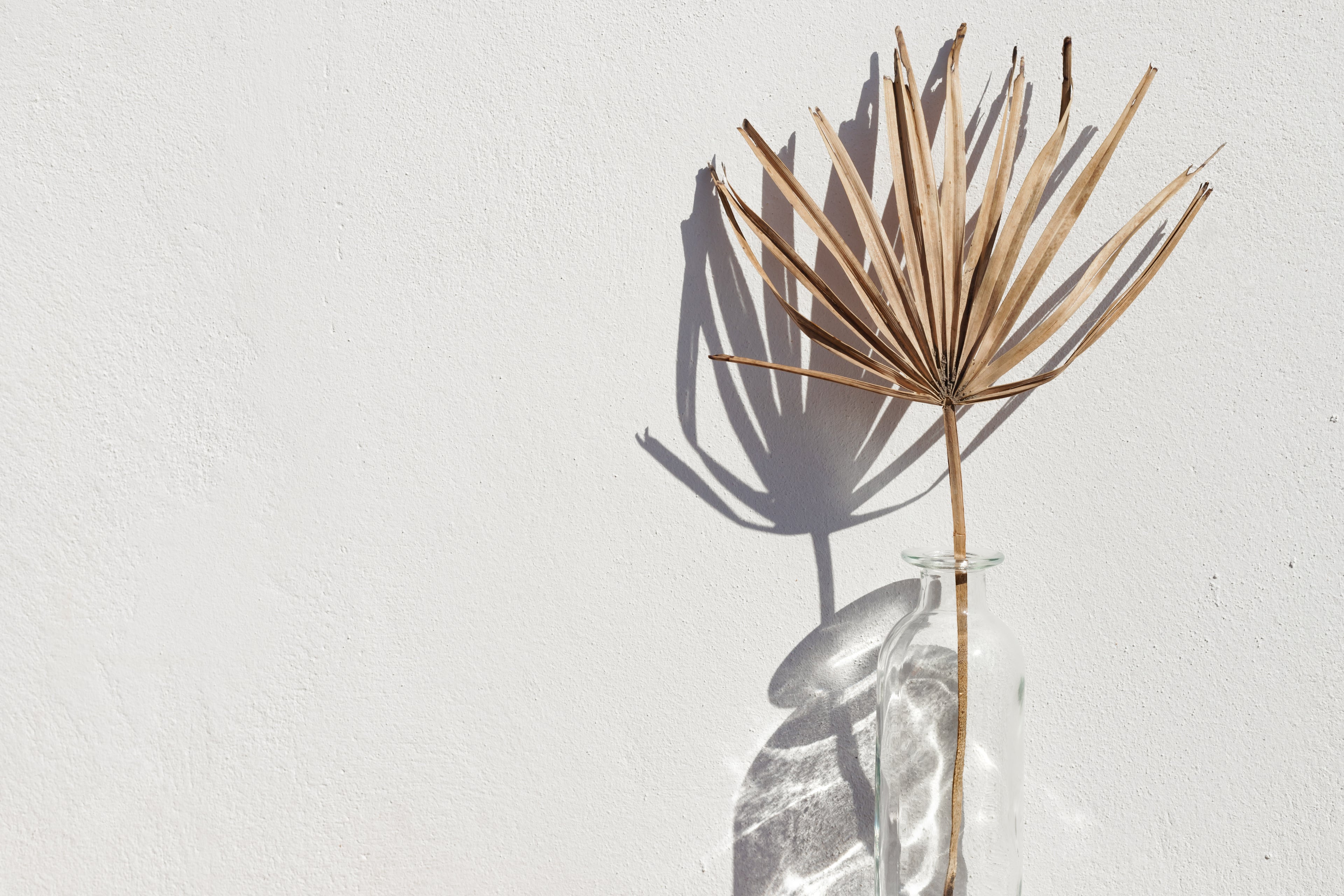 Sommer Premium Hero — getrocknetes Palmblatt auf Creme-Wand