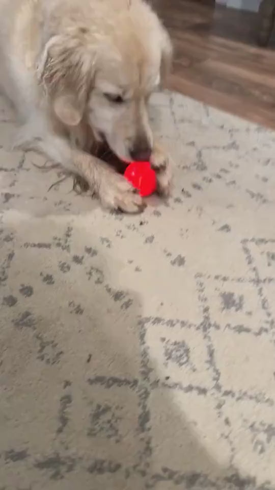Intelligente Hundeball